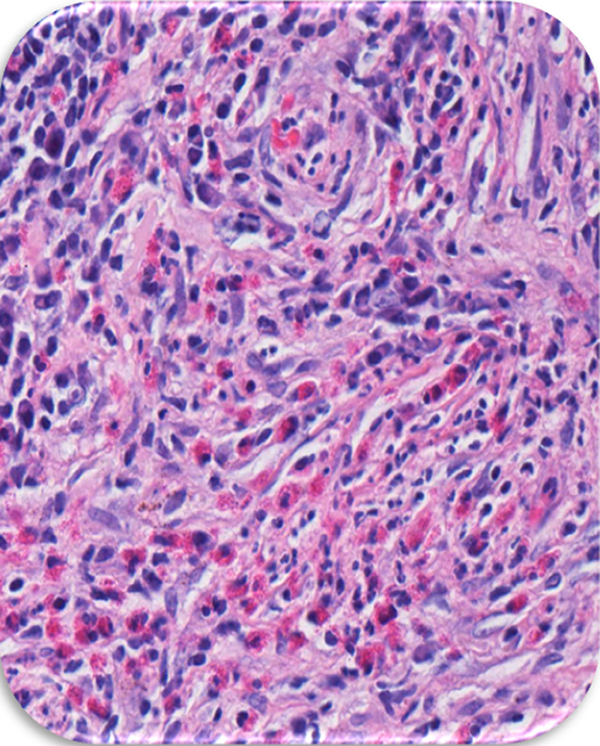 Histological View