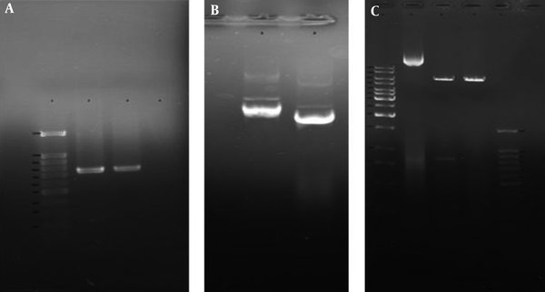 A, Colony PCR analysis of recombinant pET28a/SUB1 plasmids by TgSUB1 Forward and Reverse primers. Lane 1, 100 bp molecular weight marker; lanes 2 and 3, 744 bp PCR product of recombinant pET28a/SUB1 plasmids; lane 4, PCR product of non-recombinant pET28a/SUB1 plasmid (no band); B, Extracted recombinant and none-recombinant pET28a/SUB1 plasmids. Lane 1, recombinant plasmid (pET28a/SUB1); lane 2, non-recombinant plasmid (pET28a); C, Restriction analysis of pET28a/TgSUB1 plasmid. Lane 1, 1 kb molecular weight marker; lane 2, undigested recombinant plasmid; lane 3, recombinant plasmid digested by BamHI and NotI (shows released 818 bp fragment); lane 4, recombinant plasmid digested by BamHI; lane 5: 100 bp molecular weight marker.