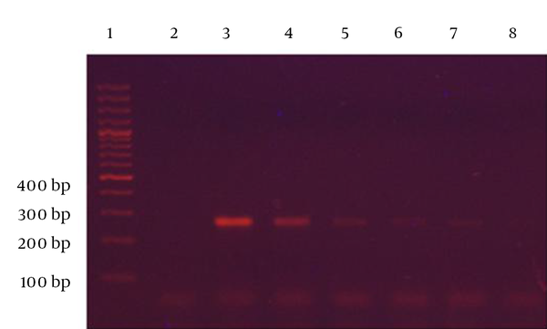Each lane represents: 1) 100 bp DNA ladder, 2) negative control, and 3, 4, 5, 6, 7, 8) dilutions of 12 × 108 CFU/mL to 12 × 103 CFU/mL, respectively.