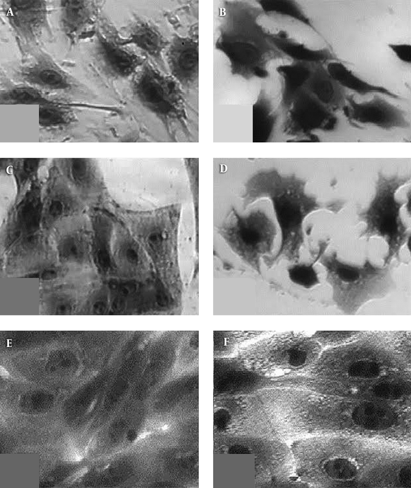 Cell Morphology in Polystyrene Plate Wells (A, C, E) and on Collagen/ Reduced Graphene Oxide Composite, 2:1 wt/wt (B, D, F) of osteoblasts, MG63 (A, B), fibroblasts, 3T3 (C, D) and kidney epithelial cells, MDCK II (E, F); magnification 100x