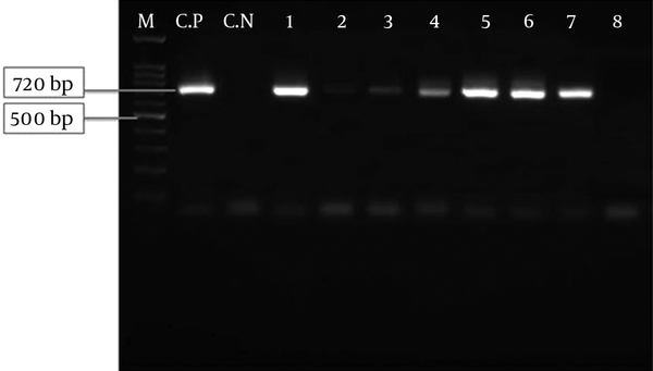 M, 100 bp molecular marker; C.P, positive control; C.N, negative control; 1 - 7 lines, positive samples; line 8, negative sample.