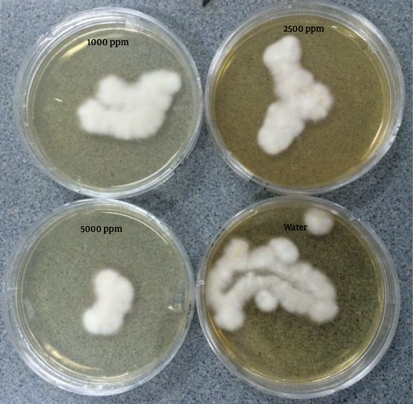 Colony Formation of Fusarium oxysporum on PDA Medium, Five Hours Post-Treatment of Spores With Water and Different Concentrations of Silver Nanoparticles (AgNPs)