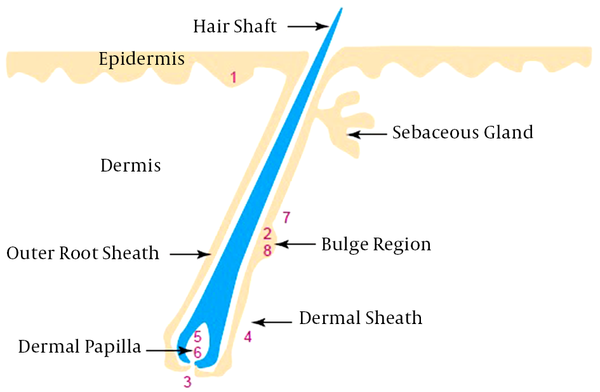 Location of Skin Stem Cells