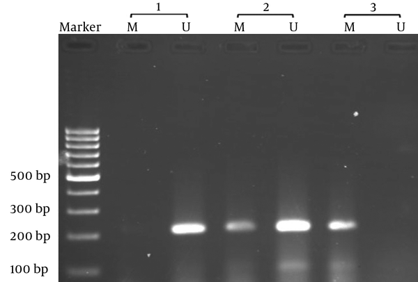 Sample 1: fully unmethylated DNA [UU], 2: semi-methylated DNA [MU], and 3: fully methylated DNA [MM].