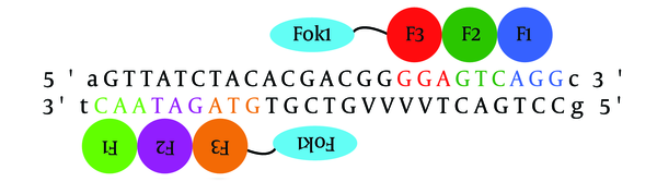 The ZFN Target Site Identified by the CoDA Platform in the β-lactamase Gene of the pTZ57R Plasmid