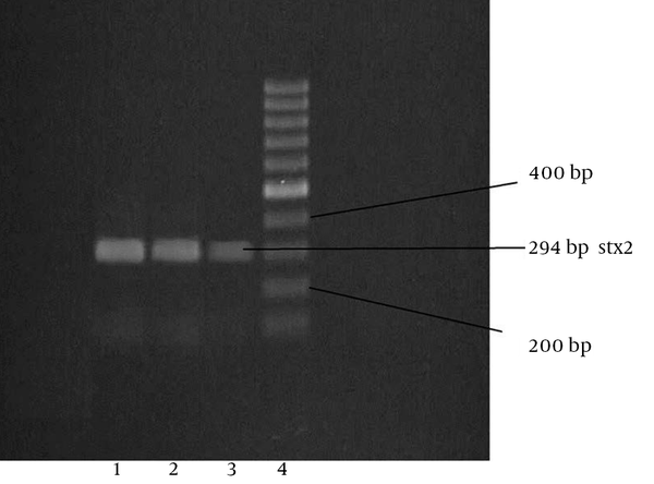1, standard; 2 and 3, positive samples for the stx2 (294 bp) gene; 4, DNA leader (100 bp).