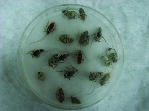 Cockroach Cadavers on Damp Filter Paper With Muscardin Symptoms