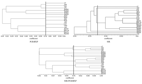 Dendrogram Resulting From Cluster Analysis of 20 Isolates of Paecilomyces variotii Study Based on the UPGMA Algorithm and Based on Jaccard Coefficient Using the NTSYS Software
