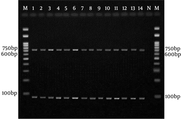 Lanes 1 to 13, Mucor sp.; N, negative control; M, 100 bp molecular size marker.