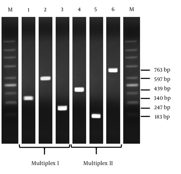 Notes, lane 1, control blaKPC gene; lane 2, control blaOXA-48 gene; lane 3, control blaVIM gene; lane 4, control blaNDM-1 gene; lane 5, control blaIMP gene; lane 6, control blaOXA-23 gene. M, Molecular mass markers (200 - 1500 bp DNA ladder).