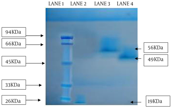 Lane1, Molecular mass marker; Lane2, partial purified amylase from SS2; Lane3, partial purified amylase from SS1; Lane4, partial purified amylase from SS3.