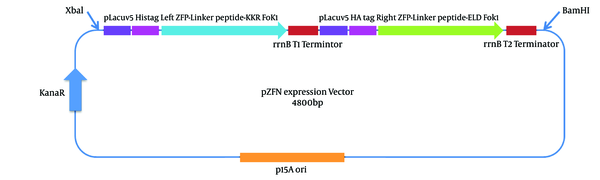 This Figure Illustrates the pZFN, Containing ZFN Expression Cassette Cloned into the pP15A, kanaR Vector, Which is 4800 bp in Length