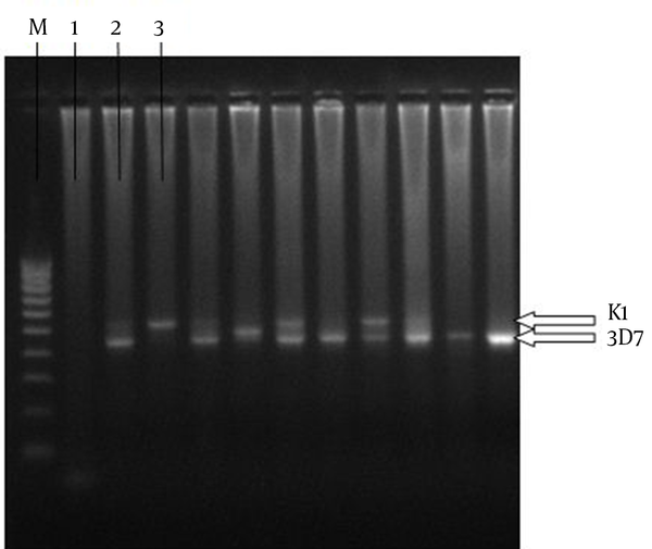 M, DNA Marker; 1, Negative Control; 2, Positive Control of K1; 3, Positive Control of 3D7