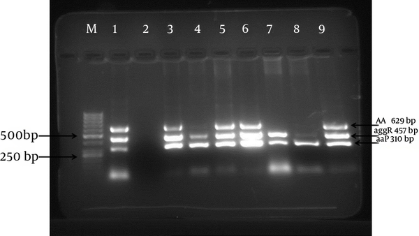 Lane M, 50-bp DNA marker; lane 1, EAEC strain 042 as the positive control; lane 2, E. coli K12 as the negative control; lane 3 - 9, EAEC strains.