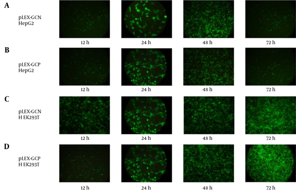 (A and B) In the HepG2 cell line transduced by pLEX-GCN and pLEX-GCP, results demonstrated from 12 hours to 48 hours that more cells turn to green as more eGFP expressed. But, after 72 hours of post-transduction, fluorescent intensity diminished. (C and D) In HEK293T, fluorescent intensity amplified without a drop of fluorescent intensity at 72 hours.