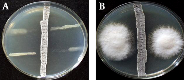The Antimicrobial Activity of S. flavogriseus ACTK2. A) Plate showing ACTK2 inhibiting the growth of tested bacteria B) ACTK2 inhibited the growth of F. proliferatum by perpendicular streak method.