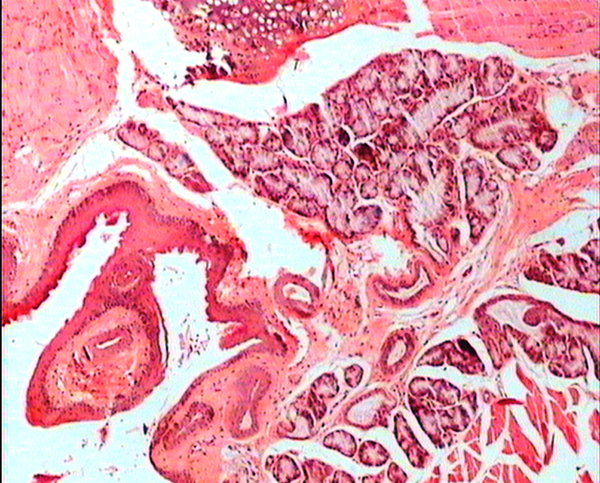 The photograph shows a vertical section of larynx, hyaline cartilage, squamous epithelium, and mucous glands are normal in BALB/c mice treated with 1.9 mg/kg/day b/w dose. H&E ×80.