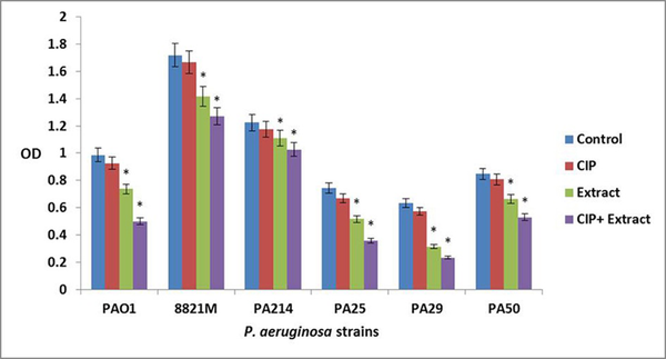 Bars represent the mean OD570 values and error bars represent standard deviations. Blue bars, control samples treated with TSB medium alone; red bars, samples treated with ciprofloxacin (CIP); green bars represent biofilms treated with n-butanolic C. coum extract (Extract); purple bars represent biofilms treated with the combination of ciprofloxacin and n-butanolic C. coum extract (CIP+Extract). Statistical analysis was done using Student’s t-test and the P value &lt; 0.05 was considered as significant (noted with *).