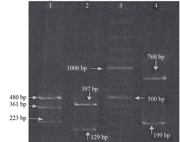 1, ebpA gene; 2, ebpB gene; 3, marker; 4, ebpC