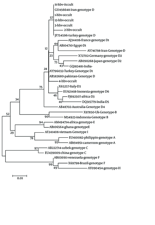 Numbers in the branch represent reproducibility after 100 bootstraps. The phylogenic tree revealed the closed nucleotide arrangement in the partial amplification of the S region of the HBV infection of occult HBV with different genotypes and subtypes D in different regions worldwide.
