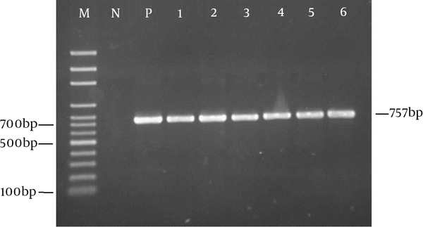 Lane M, 100 bp DNA marker (Sinaclon, Iran); Lane N, Negative control; Lane P, Positive control (L. acidophilus ATCC 4356); Lanes 1 - 6, Lactobacillus isolates. For the negative control PCR was conducted without adding DNA.