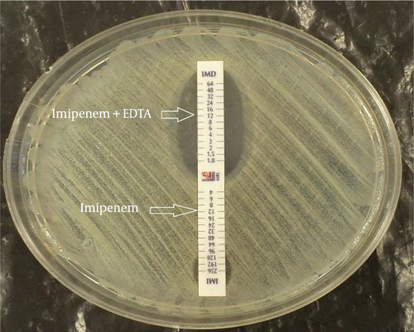 An inhibitory zone is observed in Imipenem + EDTA compared to that of imipenem only.