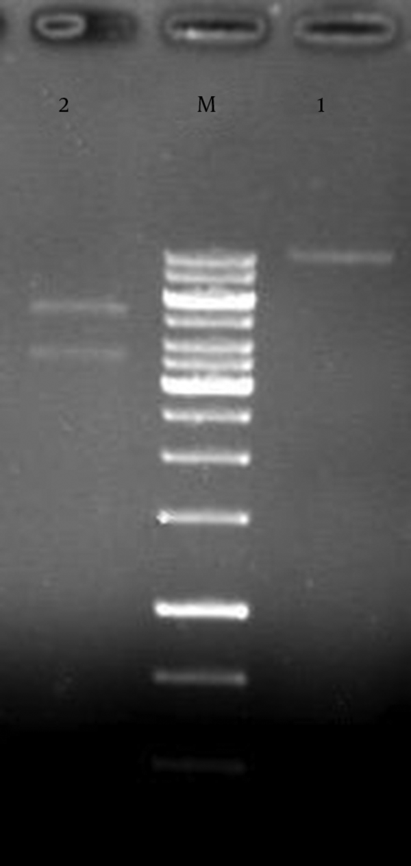 1) First digest of the recombinant plasmid; 2) double-digest of the recombinant plasmid; M) 1 kb DNA size marker.