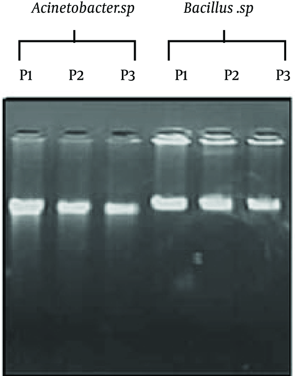 LanesP1, P2 and P3 represent genomic DNAs isolated from Bacillus sp.; lanes 4, 5 and 6 from Acinetobacter sp. P1, P2, P3 represent the three novel single-chemical isolated genomic DNAs using ethanol, hydrogen peroxide and phenol, respectively.