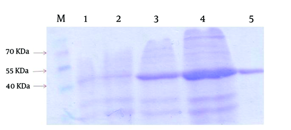 The SDS-PAGE gels shows uninduced cell extract from E. coli BL21(DE3)+PET-lys for one hour(lane 1) and two hours (lane 2), induced cell extract for two hours(lane 3) and four hours (lane4), and Extracted Proteins after Ni-NTA affinity chromatography (lane 5). A high-range molecular weight Marker is shown on left (lane M).