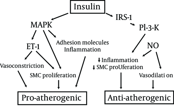 MAPK: MAP kinase; IRS-1: insulin receptor substrate 1; PI-3-K: phosphatidy l inositole 3 kinase; ET-1: enothelin-1; NO: nitric oxide; SMC: smooth muscle cell.