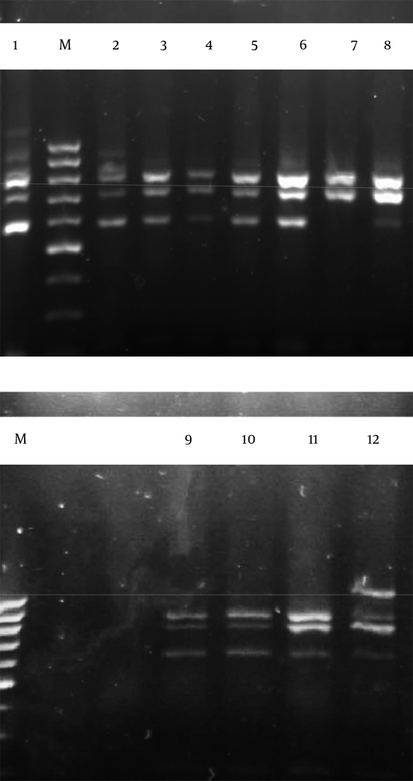 M; 100 bp marker, 1; E. durans strain R02-23, 2; E. faecium strain E6, 3; E. lactis, 4; E. faecium strain Y-2, 5; E. lactis, 6; E. lactis, 7; E. faecium strain JZ1-1, 8; W. cibaria, 9; P. pentosaceus strain KDLLL3-3, 10; P. pentosaceus strain KDLLL3-3, 11; L. casei and 12; L. mesenteroides strain 54.