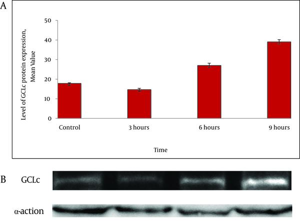 A) The protein levels were detected by western blotting. Values represent the means ± SE of three separate experiments. The bar graph shows the quantization of GCLc protein B) Western blot analysis of GCLc in HepG2 cells. The cells were incubated with 50 μM homocysteine for 3, 6 and 9 h, and the cell extracts were electrophoresed, protein transferred, and blotted with the polyclonal antibody to GCLc. GCLc is a major band appearing at approximately 73KD. β-actin was used as loading control.