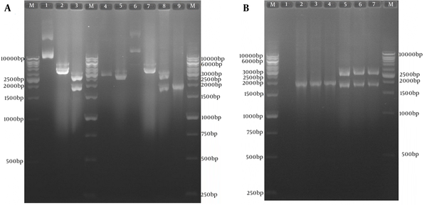 A, Sub-cloning Results of Optimized tPAsp-PADRE-Truncated ORF2 (aa 112 - 660) Gene Cassette In Pvax1 Eukaryotic Plasmid; Lane M, 1kb DNA marker; Lane 1, pBMH-tPAsp-PADRE-truncated ORF2 plasmid; Lane 2, digested pBMH-tPAsp-PADRE-truncated ORF2 plasmid by NheI restriction enzyme; Lane 3, digested pBMH-tPAsp-PADRE-truncated ORF2 plasmid by NheI and XhoI restriction enzymes and production of two expected fragments, a 2900-bp and a 1795-bp fragment; Lane 4, pVAX plasmid; Lane 5, digested pVAX plasmid by NheI and XhoI restriction enzymes and production of 2909-bp band; Lane 6, pVAX-tPAsp-PADRE-truncated ORF2 plasmid; Lane 7, digested pVAX-tPAsp-PADRE-truncated ORF2 plasmid by the NheI restriction enzyme; Lane 8, digested pVAX-tPAsp-PADRE-truncated ORF2 plasmid by NheI and XhoI restriction enzymes and production of two expected fragments, a 2909-bp and a 1795-bp fragment; Lane 9, 1876-bp band in colony PCR test with T7 and BHG universal primers; B, Restriction Enzyme analyses and colony polymerase chain reaction results of three colonies containing pVAX-tPAsp-PADRE-truncated ORF2 plasmid; Lane M, 1 kb DNA marker; Lane 1, negative control; Lanes 2 - 4, 1876-bp band in colony PCR test; Lanes 5 - 7, digested pVAX-tPAsp-PADRE-truncated ORF2 (aa 112 - 660)-linker plasmid by NheI and XhoI restriction enzymes and production of two expected fragments, a 2909-bp and a 1795-bp fragment