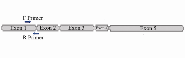 Amplification of 128 bp Fragment of SOX2OT From cDNA by Designing Forward Primer on Exon 1 and Reverse Primer at Junction Between Exon 1 and Exon 2