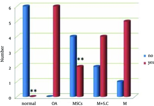In the control group (normal) all samples were normal. In OA presence of fibrillation were markedly visible, and the MSCs group showed a significant decrease of cartilage fibrillation compared to the controls.
