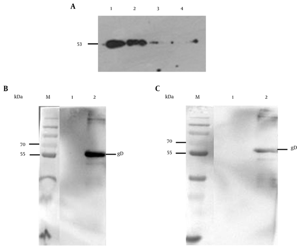 A: 1, purified gD protein from E. coli Rosetta (DE3) containing pET-32a-gD; 2, IPTG induced E. coli Rosetta (DE3) containing pET-32a-gD; 3, non-induced E. coli Rosetta (DE3) containing pET-32a-gD; 4, IPTG induced E. coli Rosetta (DE3) containing pET-32a; B: M and 1, E. coli Rosetta (DE3) containing pET-32a-gD before induction; 2, purified E. coli Rosetta (DE3) containing pET-32a-gD; C: 1, E. coli Rosetta (DE3) containing pET-32a-gD before induction; 2, Purified E. coli Rosetta (DE3) containing pET-32a-gD.