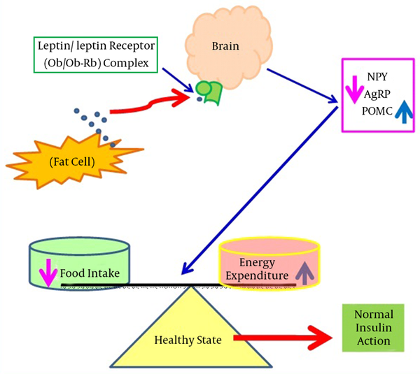 This shows shows that during normal physiological states, leptin binds with its receptors in the brain and suppresses appetite by counteracting NPY and AgRP, however, leptin also induces POMC mRNA expression. Abbreviations: AgRP, agouti-related peptide; mRNA, messenger ribonucleic acid; NPY, neuropeptide Y; Ob, leptin; Ob-Rb, leptin receptor; POMC, pro-opiomelanocortin.