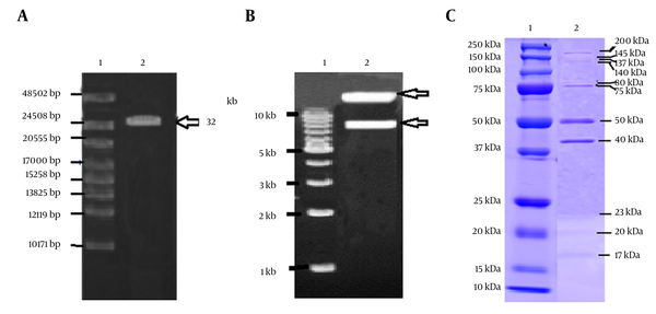A, The MJ1 phage genome, as detected by agarose (0.6%) gel electrophoresis. Lane 1 shows a high range DNA ladder (Gene Ruler) and lane 2 shows a band of phage DNA having a size of approximately 32 kb; B, Lane 1 shows a 1 kb DNA ladder (New England Biolabs) and lane 2 shows the MJ1 phage DNA restriction analysis with EcoR1; C, Image shows the SDS-PAGE analysis of the MJ1 phage structural proteins; lane 1 shows broad range protein molecular weight markers (Precision Plus ProteinTM , Bio-Red) and lane 2 shows the MJ1 phage proteins.