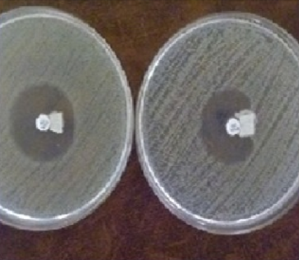Indentation of the Cefoxitin inhibition zone is observed in the vicinity of the disk with positive strain (Right), while there is an undistorted zone of inhibition near the negative strain (Left).