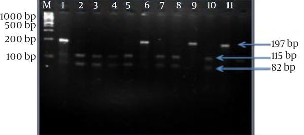M: 100 bp marker plus DNA ladder (Fermentas Inc.); lane 1: S. pullorum positive control; lane 2: S. gallinarum positive control; lanes 3, 4, 5, 7,8,10 and 12: S. gallinarum isolates; lanes 6, 9, and 11: S. pullorum isolates.