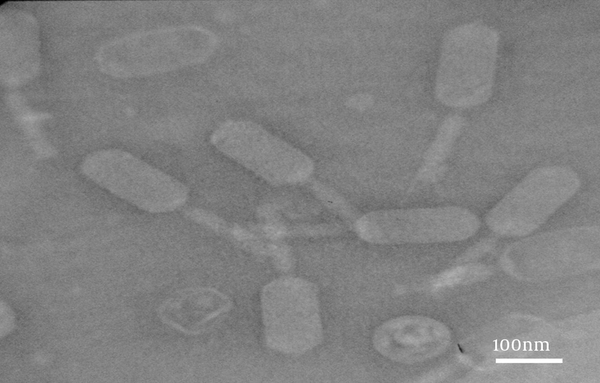 Electron Micrographs of the Family Siphoviridae Phage Serogroup A Negatively Stained With 2% Uranyl Acetate (pH = 4 - 4.5). Voltage 150 kV, Scale = 60 nm