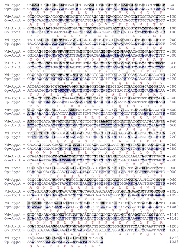 Comparison of Nucleotide Sequences Between the Optimized appA Gene (Op-appA) (GenBank Accession No. KP159621) and the Wild Type appA Gene (Wd-appA) (GenBank Accession No. JF274478)