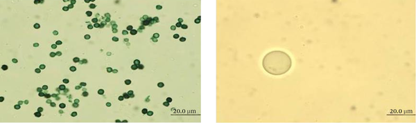 Light Microscopy Images of A. niger When (A) Untreated and (B) Treated With 0.1 mL of MEb After Incubation in 10 mL of PDB for 48 hours at 28°C