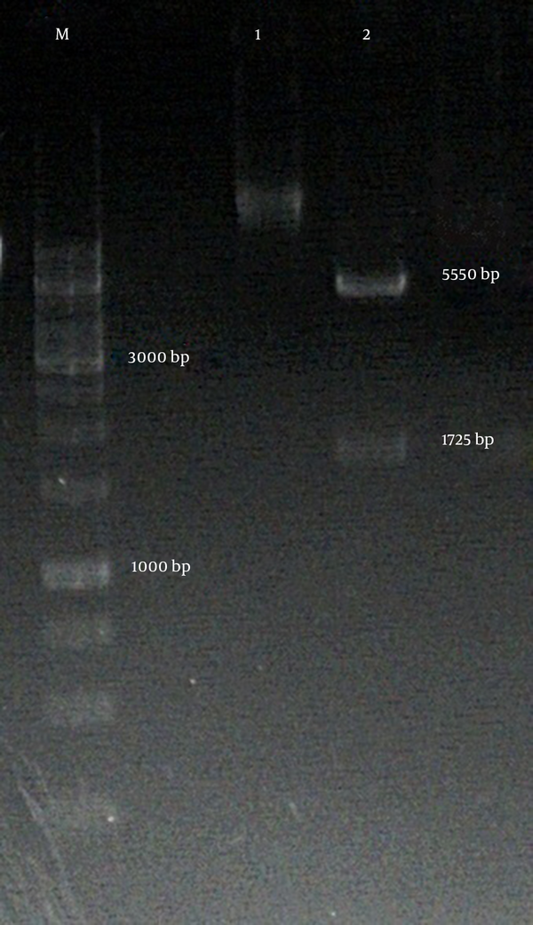 Lane M: GeneRuler™ 1 kb DNA ladder (fermentas); lane 1: pET43.1a+ (control); Lane 2: double digestion of pET43.1a+ by NdeI and NotI enzyme.