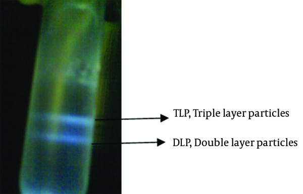 The upper band compromises of infectious, triple-layered particles (TLPs; density 1.36 g/cm3) and the lower one compromises of noninfectious, double-layered particles (DLPs; density 1.38 g/cm3).