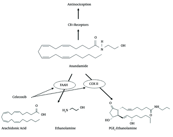 Generally, celecoxib inhibits COX II, the enzyme responsible for the conversion of arachidonic acid to prostaglandins and subsequently induction of the inflammatory pain. Furthermore, in the scheme, celecoxib prevents the metabolism of anandamide via inhibition of fatty acid amide hydrolase (FAAH) and COX II. These inhibitions increase the anandamide levels and subsequently cause more activation of CB1 cannabinoid receptors and more antinociception.