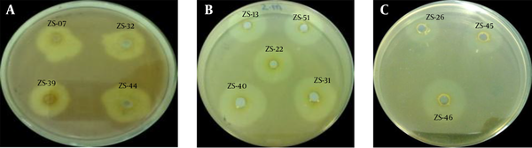 Pectinase Activity of Various Bacterial Strains