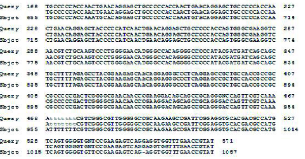 Alignment of Amino Acids Sequence of  T. gondii ROP1 Fragment Compared with Amino Acid Sequence of ROP1 Accession Number AY661790.1 and M71274.1 (Respectively)