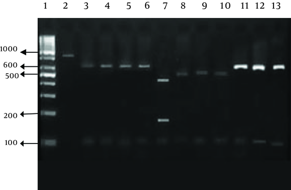 Secondary PCR product was digested by VSPI restriction enzymes. Lane 1, DNA size marker. Lane 2, undigested PCR product. Lanes 3-6 and 11-13, C. parvum 628,104 bp. Lane 7, C. meleagridis 457 171 and 115 bp. Lanes 8-10, C. hominis 556 and 116 bp.