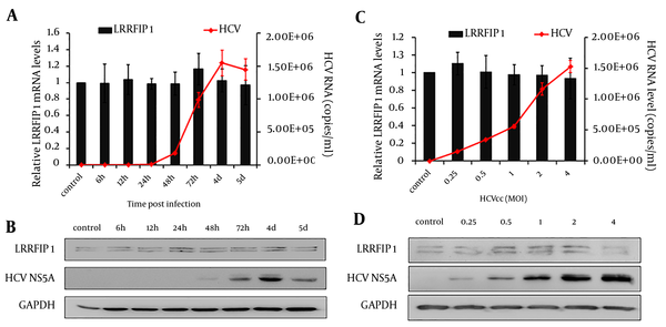 mRNA levels (A) and protein levels (B) of LRRFIP1 and HCV were detected at different time points post infection. mRNA levels (C) and protein levels (D) of LRRFIP1 and HCV were detected in Huh7 cells infected with different doses of HCVcc. Data were presented by Means ± SD, n = 3.